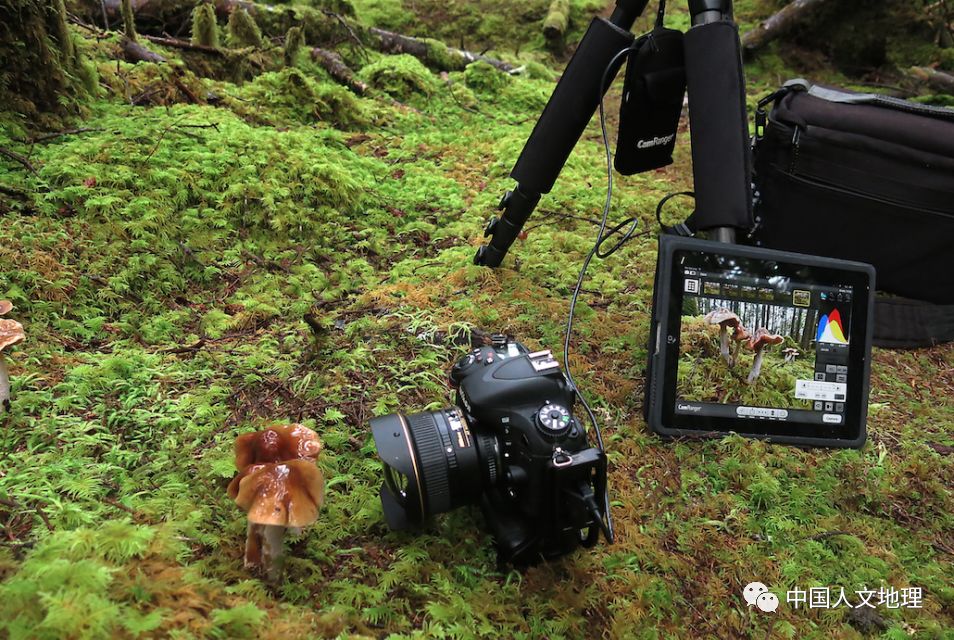 摄影彩色蘑菇,摄影师拍摄迷你蘑菇