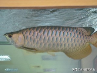 观赏鱼养殖技术论坛,观赏鱼鱼友交流