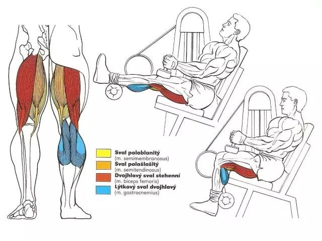 如何练出粗壮的腘绳肌进阶训练,腘绳肌强大腿部肌肉训练教学