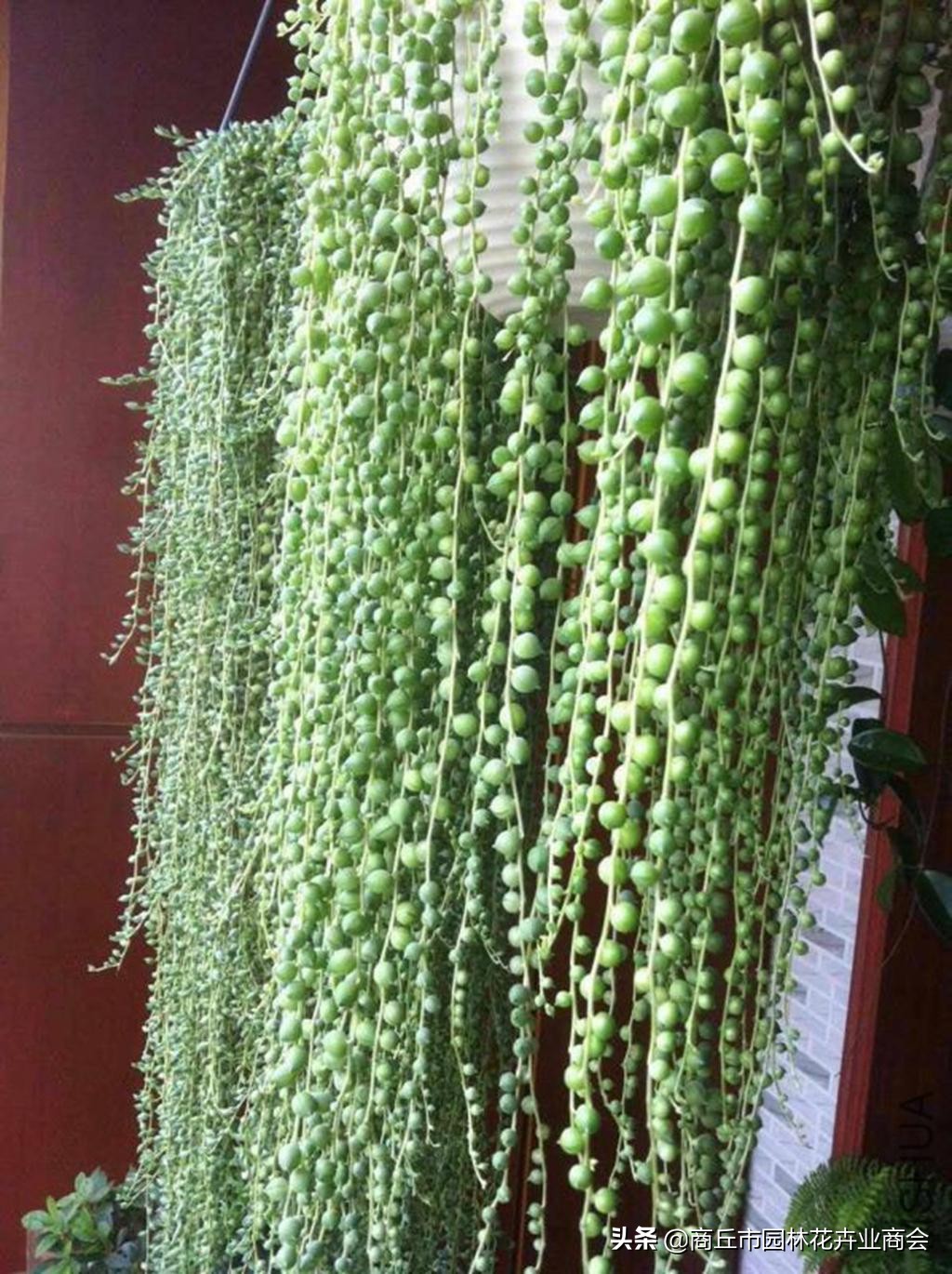 情人泪怎么养根系,情人泪怎么养才爆盆