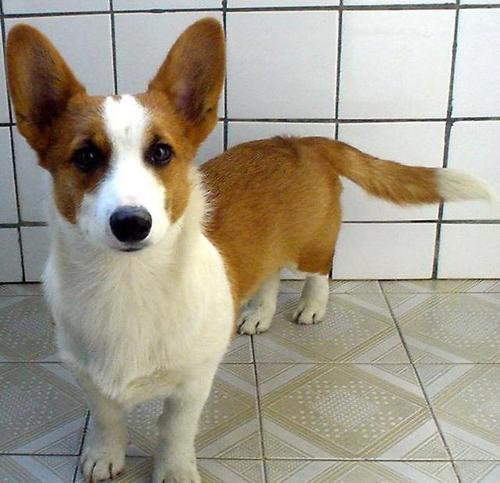 为什么要卖星期狗有什么好处,关于星期狗你了解多少