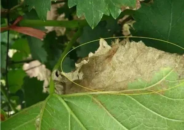 葡萄红蜘蛛病害图片,葡萄病害常用杀菌剂