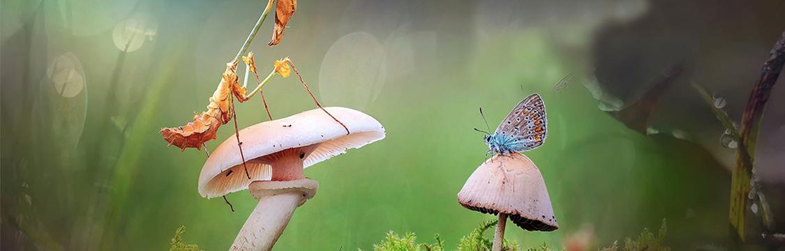 西瓜视频动物世界纪录片,动物园100种常见动物纪录片