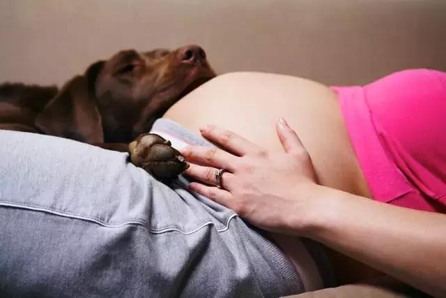 犬怀孕死胎是什么原因造成的,养狗死胎