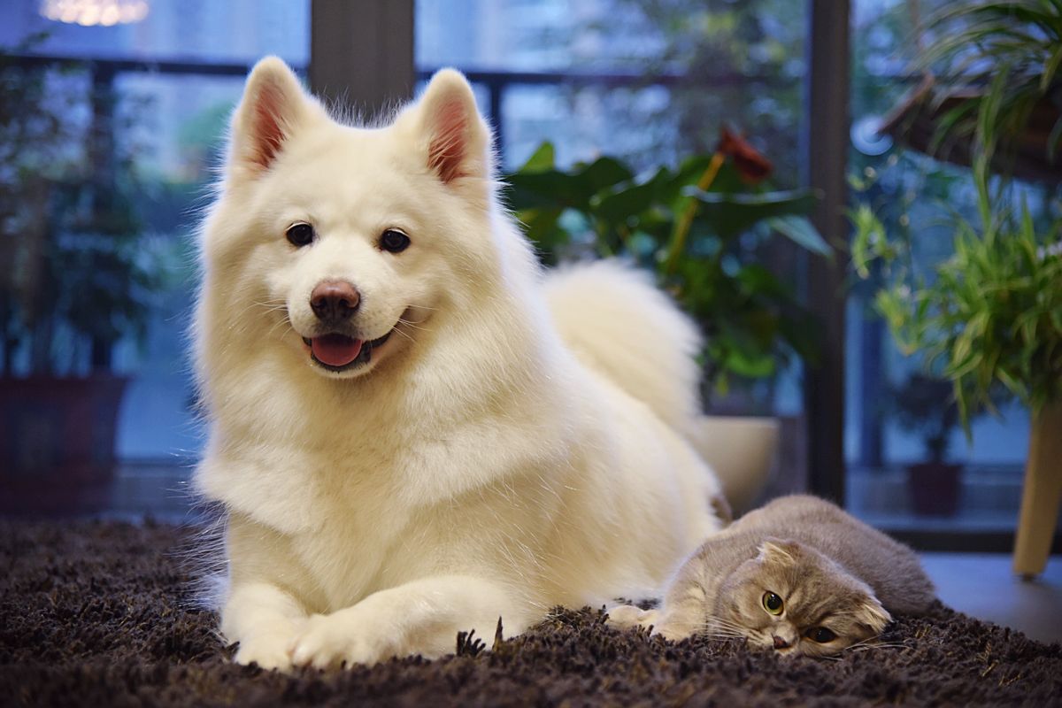 铲屎官必备的几种宠物神器,铲屎官必备养狗神器