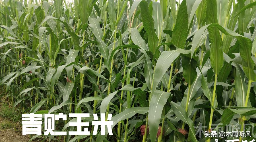 当前种植的青贮玉米品种有哪些,全株玉米青贮跟半株青贮玉米区别