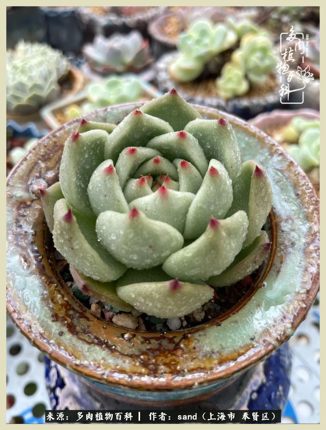 多肉垂落下去该怎么办,多肉在三伏天怎么度夏