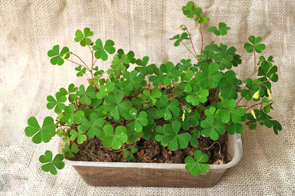 带心形的植物有哪些,最常见的心形植物