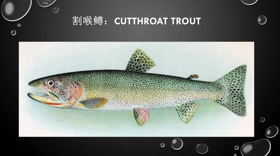 2019年中国三文鱼进口量达到10万吨！