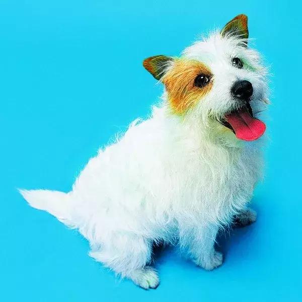 狗狗身上起红疹子是怎么回事,狗狗身上起红疹又脱毛