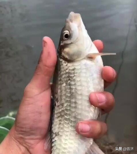 居家厨房挑战视频,鲫鱼处理全过程