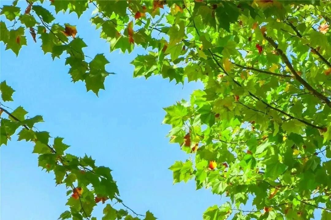 央视多次点赞武汉,央视点赞武汉直播