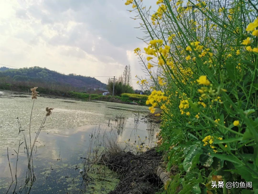 雷强钓黑鱼的方法与技巧,雷强钓法几月份黑鱼开口好