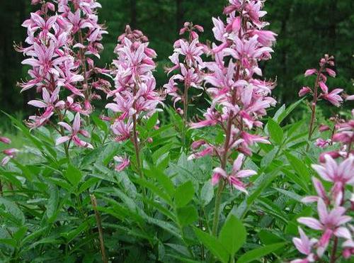 白鲜花瓣白带粉,粉身碎骨救他人