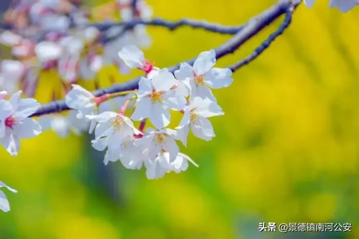 关于春天花的诗词,春天花的诗词