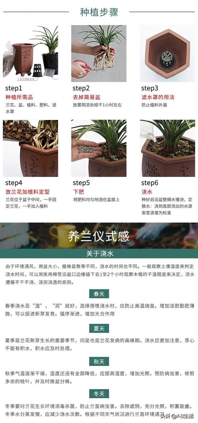 春兰张荷素兰花介绍,每日一品中国兰花春兰
