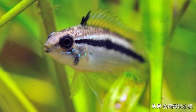 三湖慈鲷鱼怎么用小鱼缸来养好,三湖慈鲷激素鱼能养好么