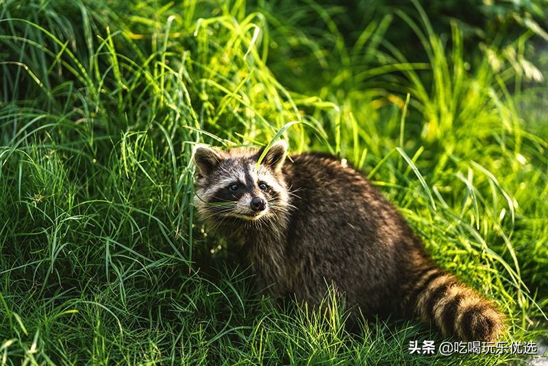 厦门灵玲动物王国大熊猫,厦门马戏团灵玲动物王国观光游览