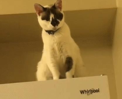 猫咪到底能跳多高,猫咪能跳多高