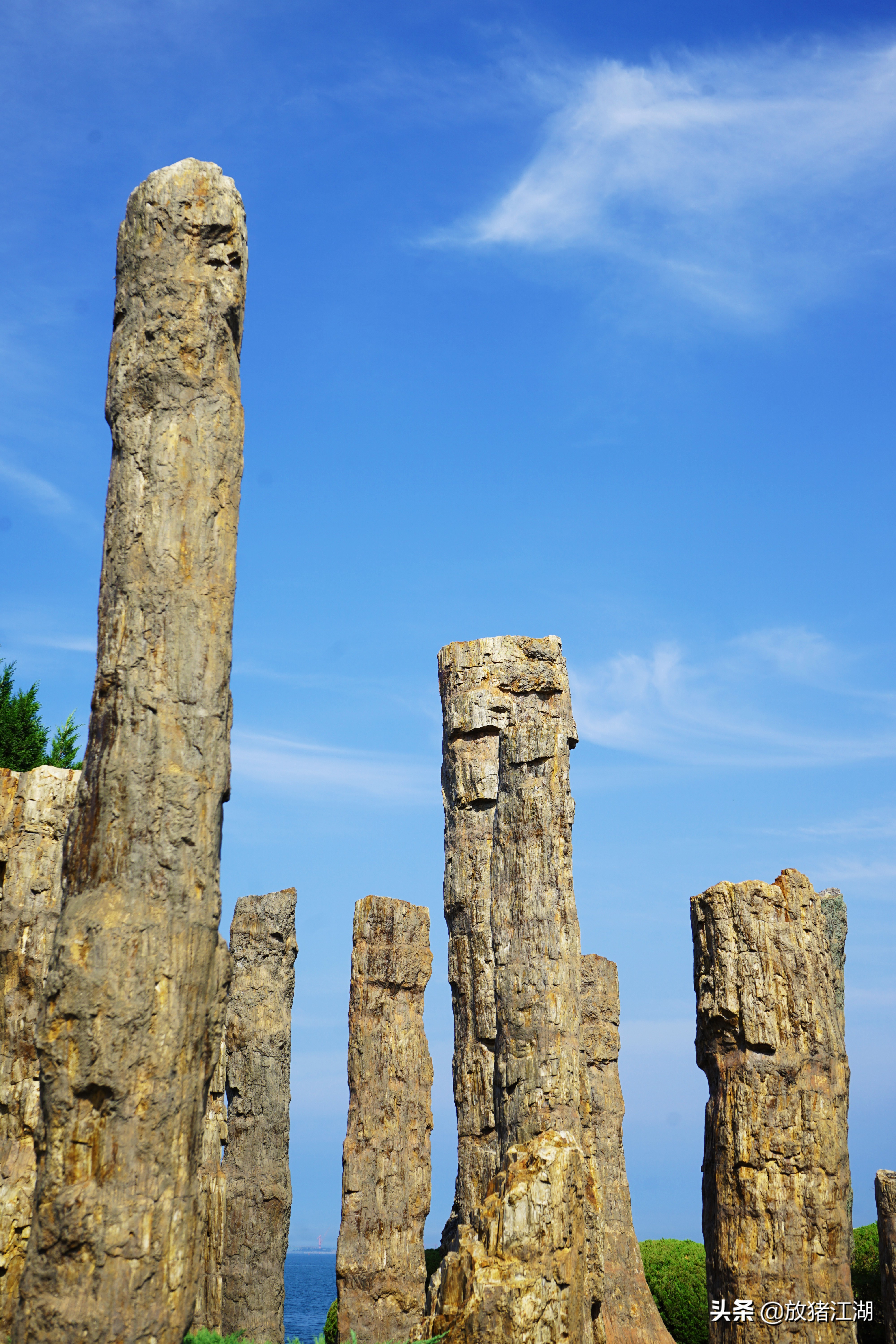 不要怀疑，威海公园中的这些木化石都是真品