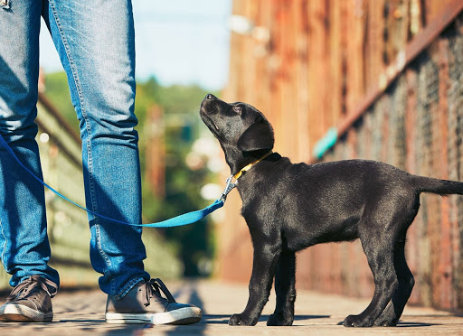 拉布拉多犬怎么训练才会听话,拉布拉多犬如何训练才听话