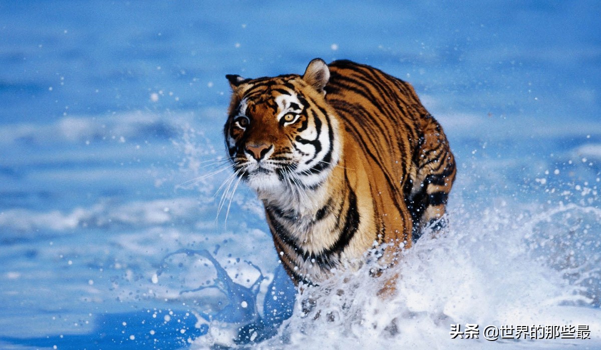 原来狮子和老虎实力相差那么多,最强狮子和最强老虎哪个更强