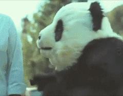 摄影点评（熊猫上班）