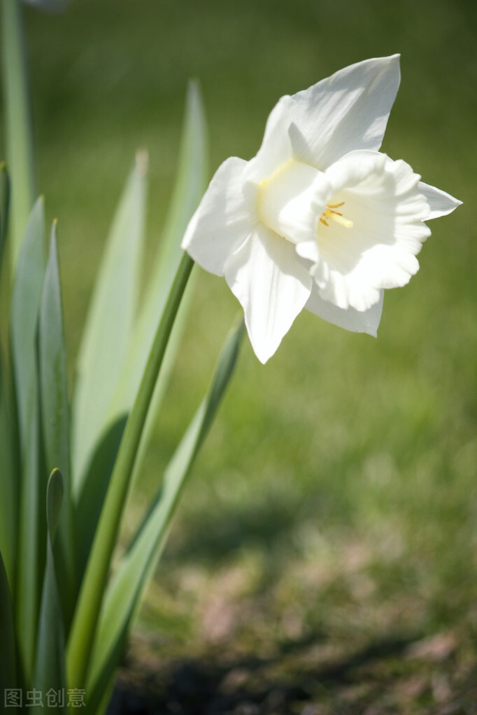 什么花适合送生日花,你的生日代表的花朵及寓意图片
