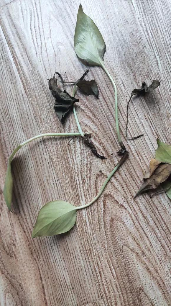 绿萝黄叶的原因及解决方法,绿萝黄叶的原因和解决方法