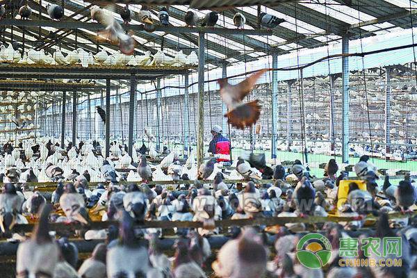 养殖肉鸽能卖多少钱一斤,肉鸽种价格
