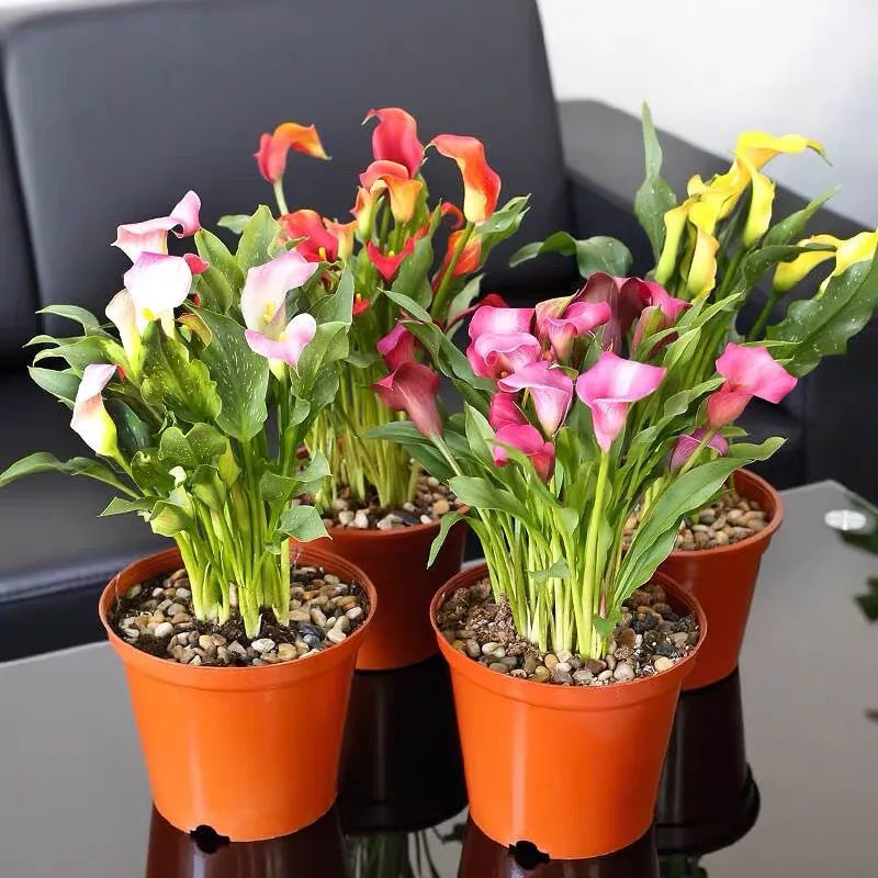 夏季怎样养好马蹄莲花盆栽,蓝色马蹄莲盆栽怎么养好看