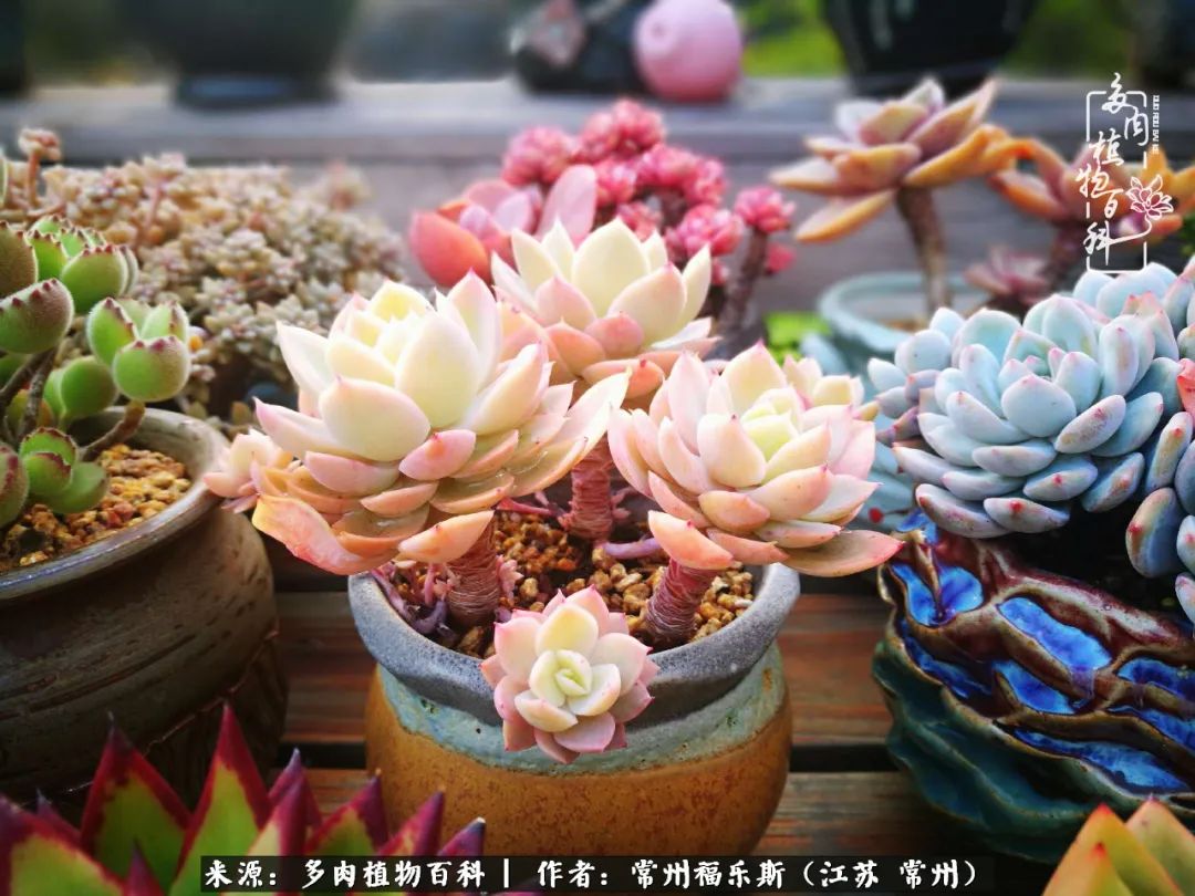 多肉是一处景物吗,多肉也有一道靓丽的风景