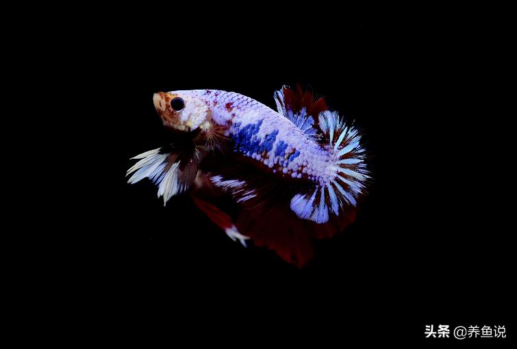 斗鱼怎么样才算是养好了,斗鱼如何养到最佳状态