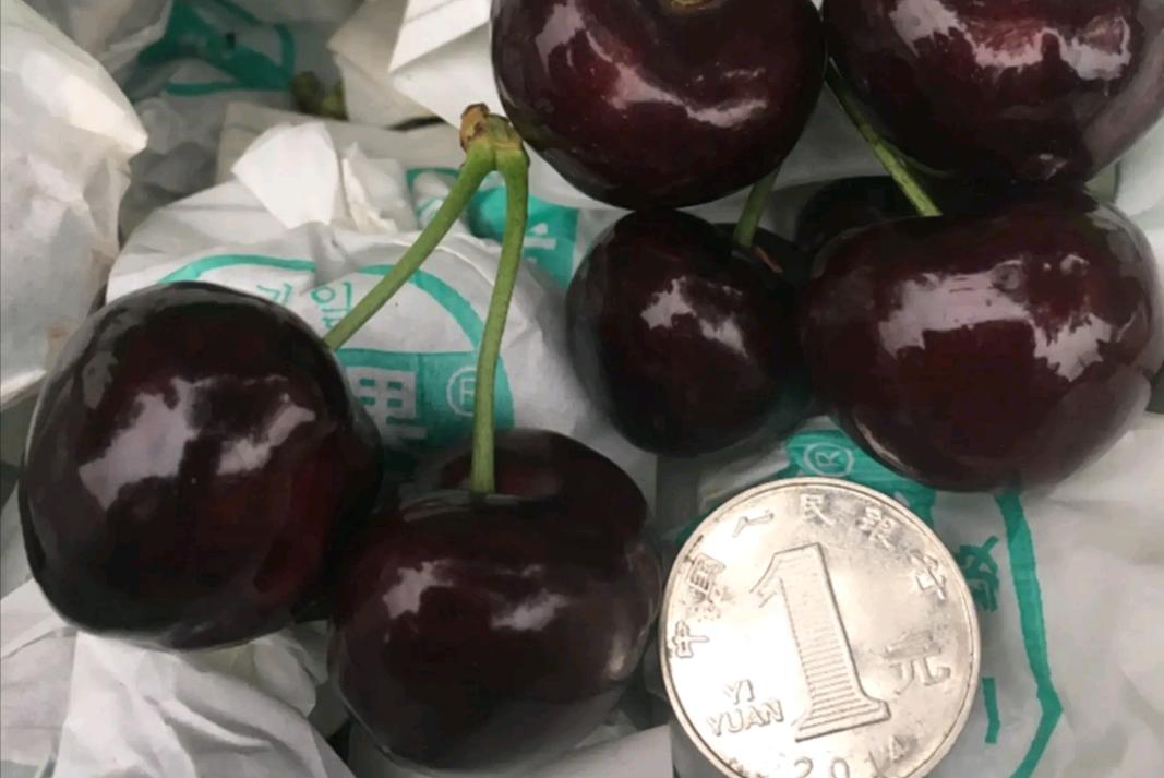 大樱桃裂果病防治,大樱桃树裂果怎么治