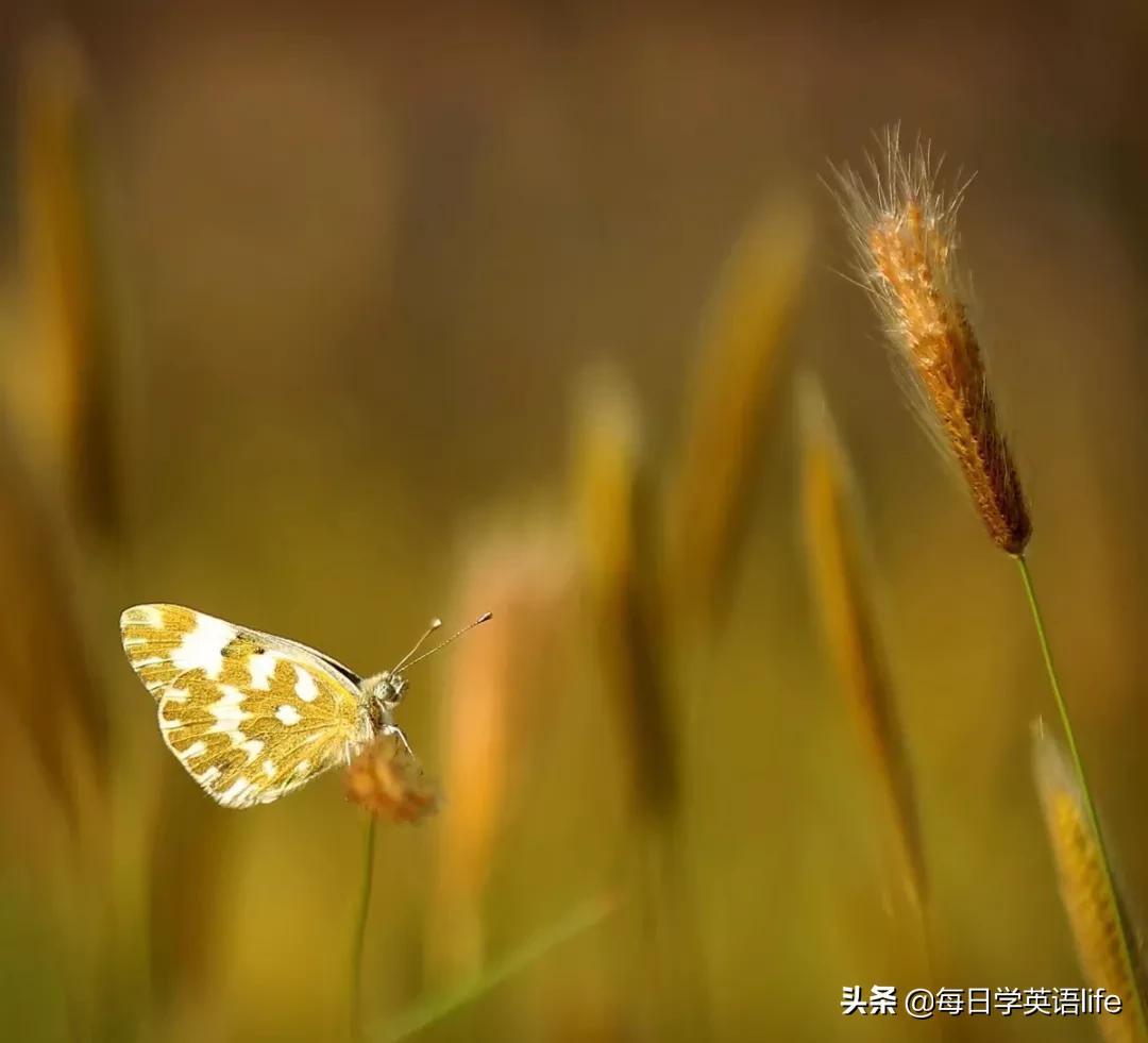 情人节给自己写一封情书模板,情人节写给自己的情书简单的