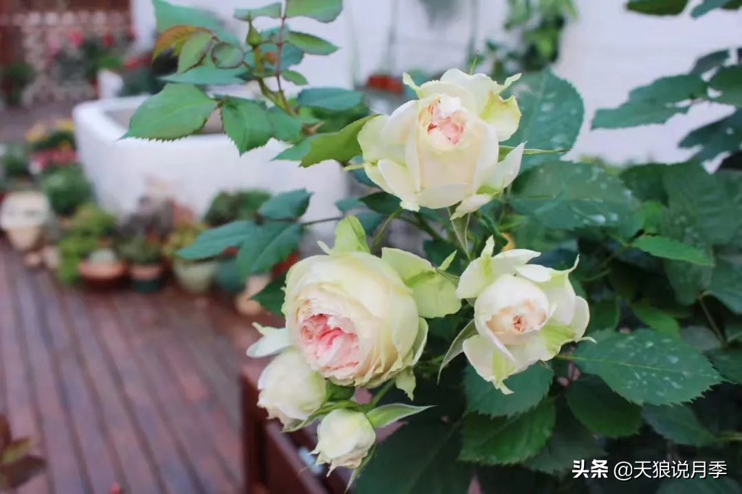 如何打造四季开花的花园,如何打造四季都有花的花园