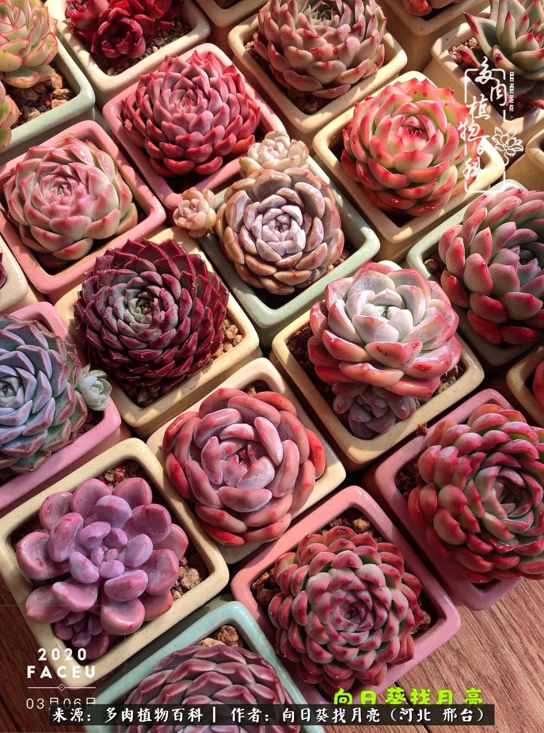 耐高温适合露养的多肉,冬日的露养多肉