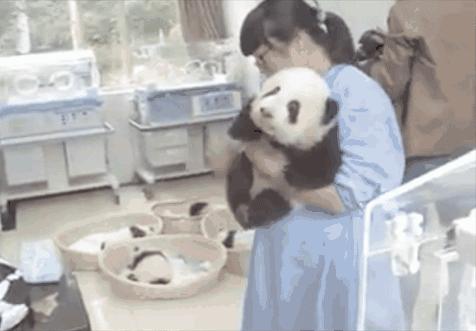 在日本看熊猫比在北京摇号还难