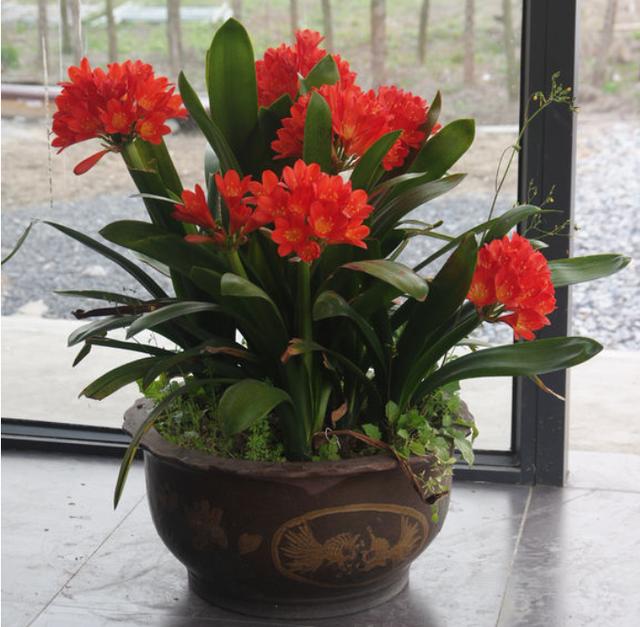 给君子兰换盆可以加上点草木灰吗,如何给君子兰换盆在冬季