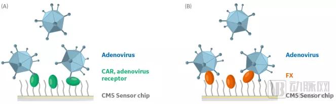 近30亿潜在市场规模，新一代SPR技术检测平台市场研究报告