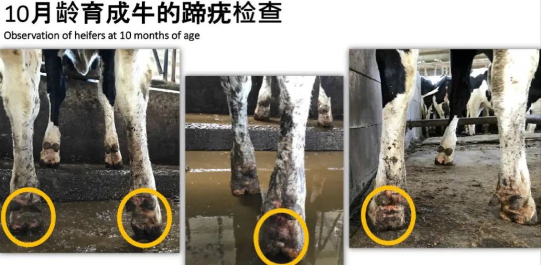 蹄病的种类和治疗方法,蹄病的预防与治疗