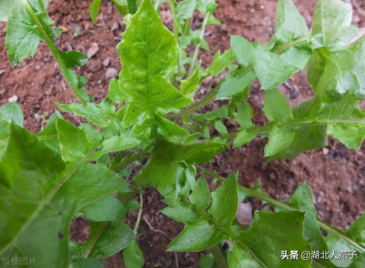 各种可以吃的野菜图片大全及名称 (100种野菜图片大全和名称和吃法)