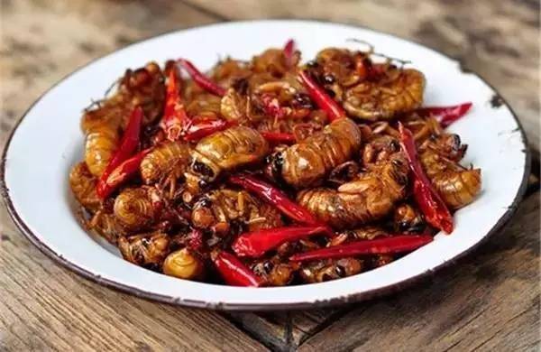 夏天可以吃的虫子有哪些,吃昆虫的虫子有哪些