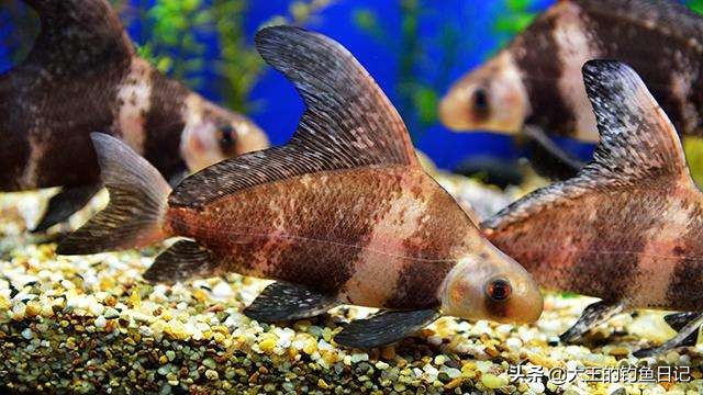 中华鳖保护动物,鳖是国家一级保护动物么