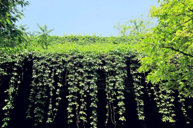 爬山虎啥时候才能爬满整个墙壁,养爬山虎的小技巧