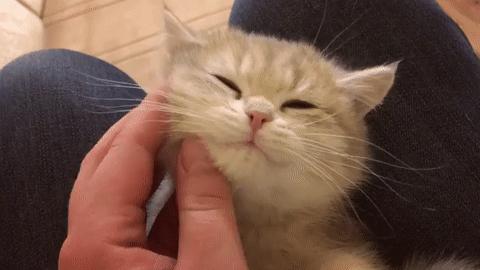 怎样才能判断出猫咪的性格,猫咪七个月性格会发生变化吗