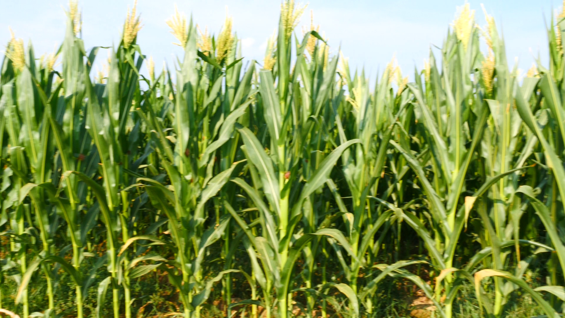 玉米出苗不齐，大小苗？教你一个方法，做好了一样能高产