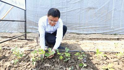 草莓育苗的基本原理及技术,草莓育苗最好的方式是什么