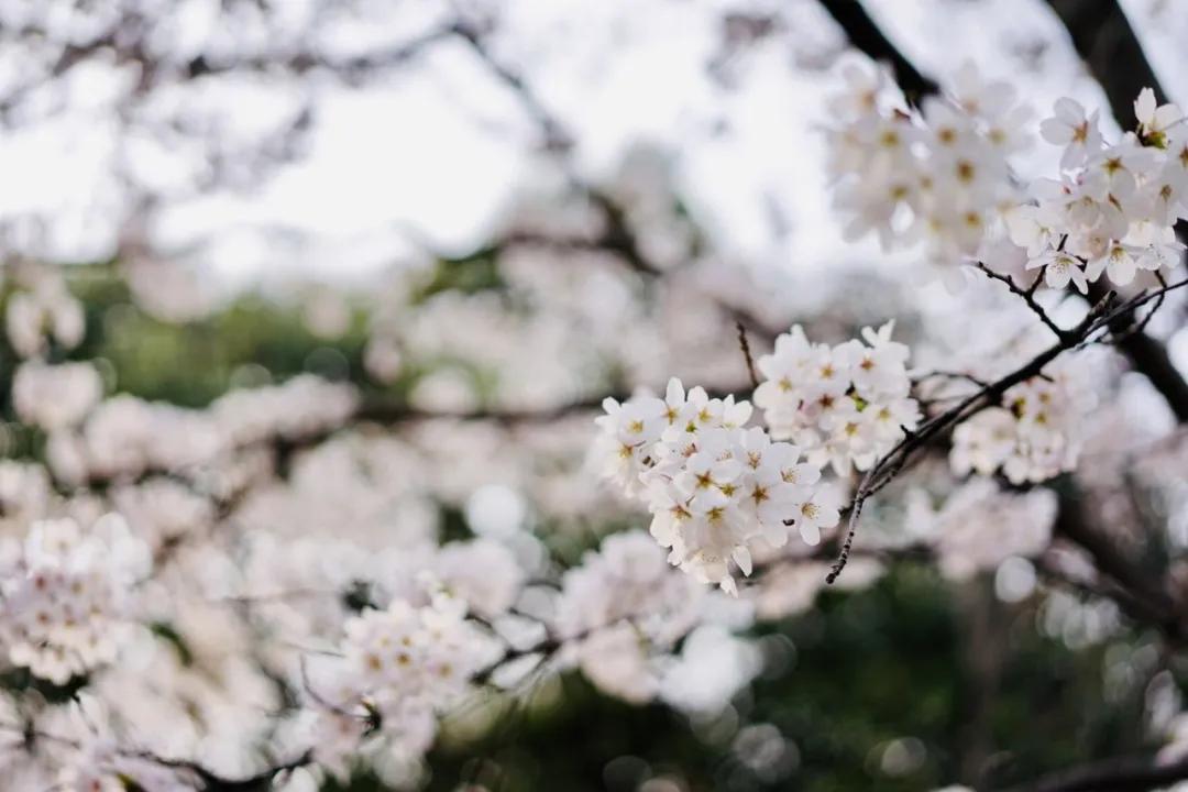 樱花前线2022年,2022第一场樱花