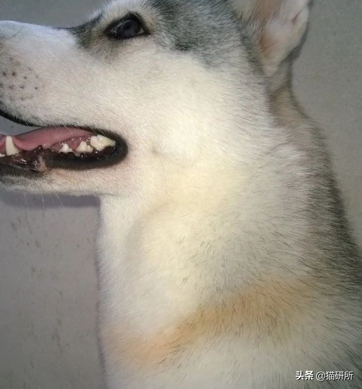 猫咪项圈对人有没有危害,猫咪项圈对猫咪有危害吗